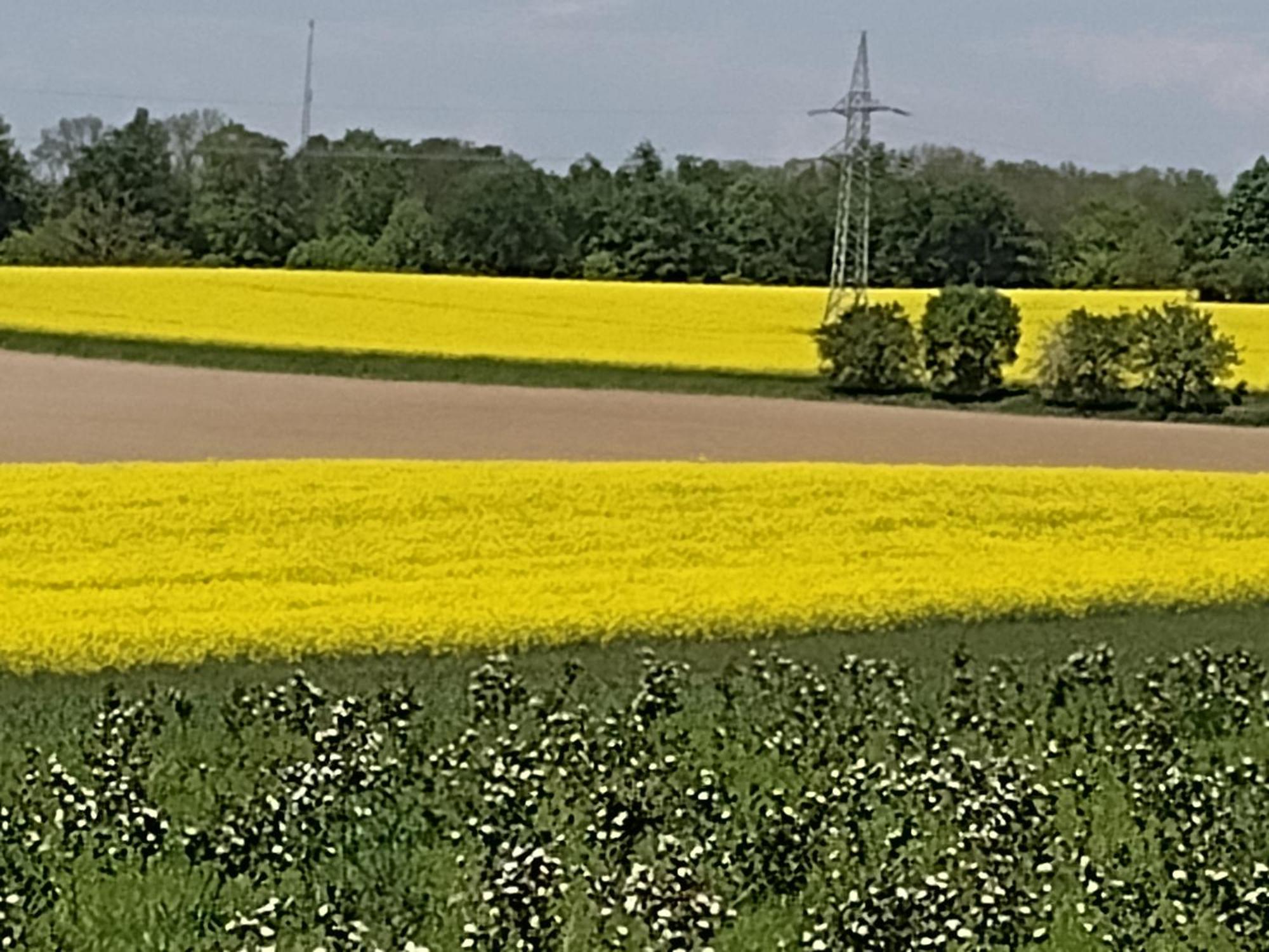Olifant In Osterode Lägenhet Osterode am Harz Exteriör bild