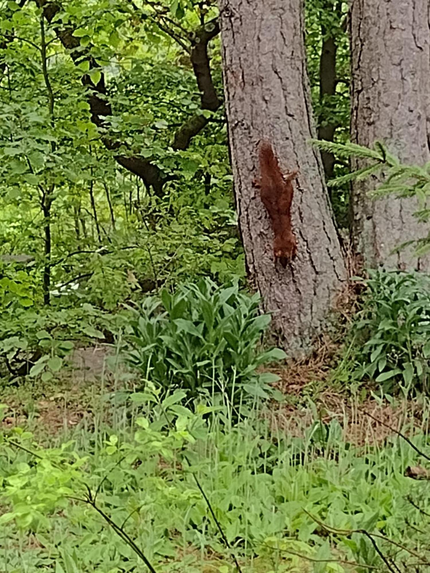 Olifant In Osterode Lägenhet Osterode am Harz Exteriör bild